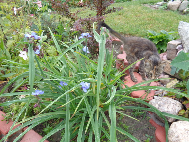 Trzykrotkę upodobał sobie nasz kot Kajtek.
