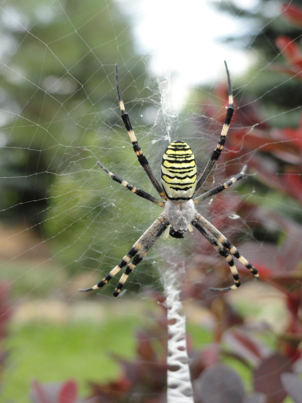 Tygrzyk paskowany na polowaniu.