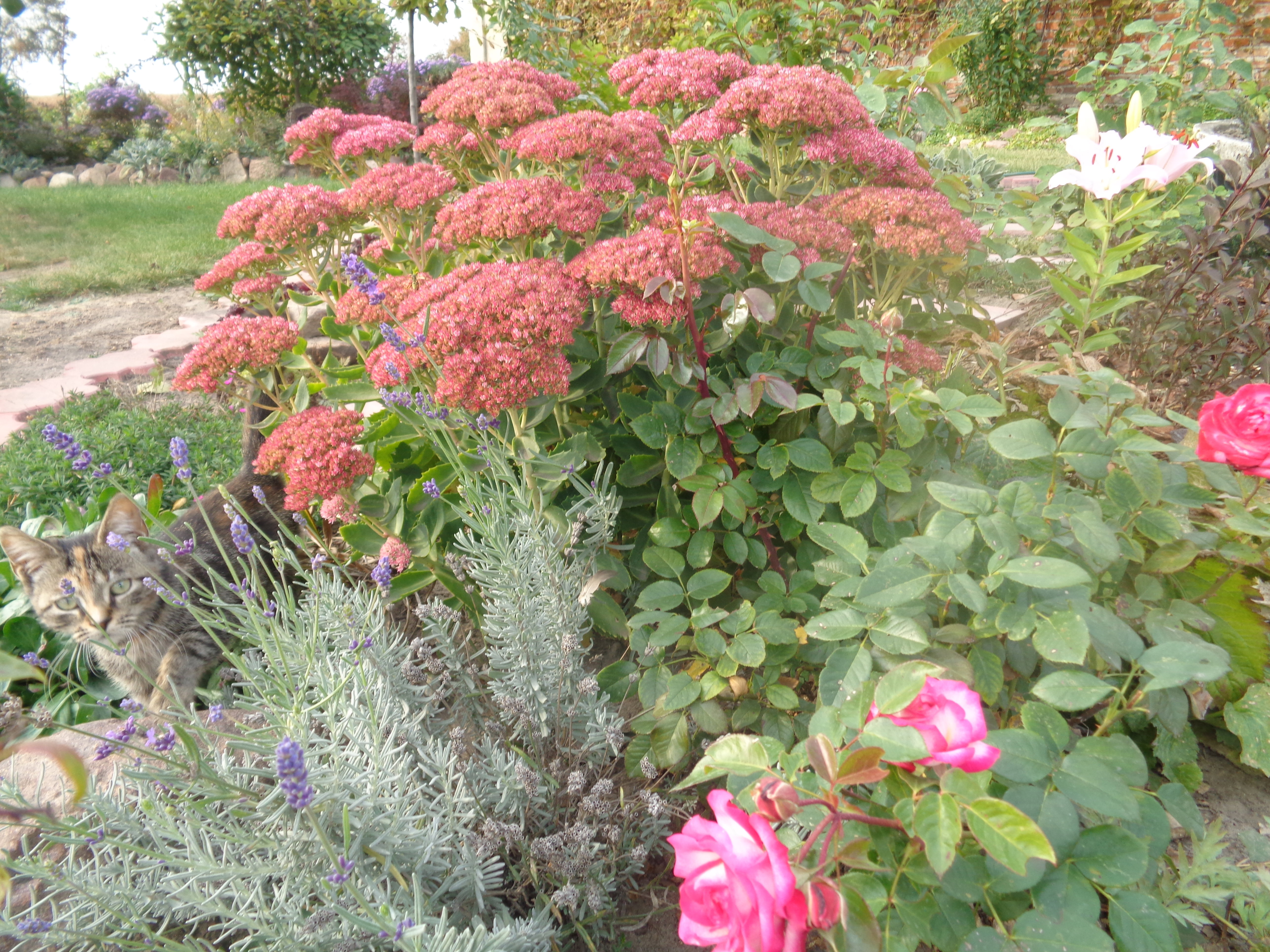 Uroczy rozchodnik w towarzystwie lawendy i róż.