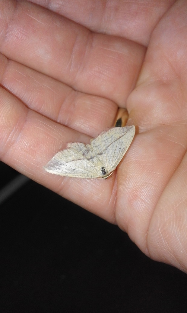 Walgina Rdestniak :)