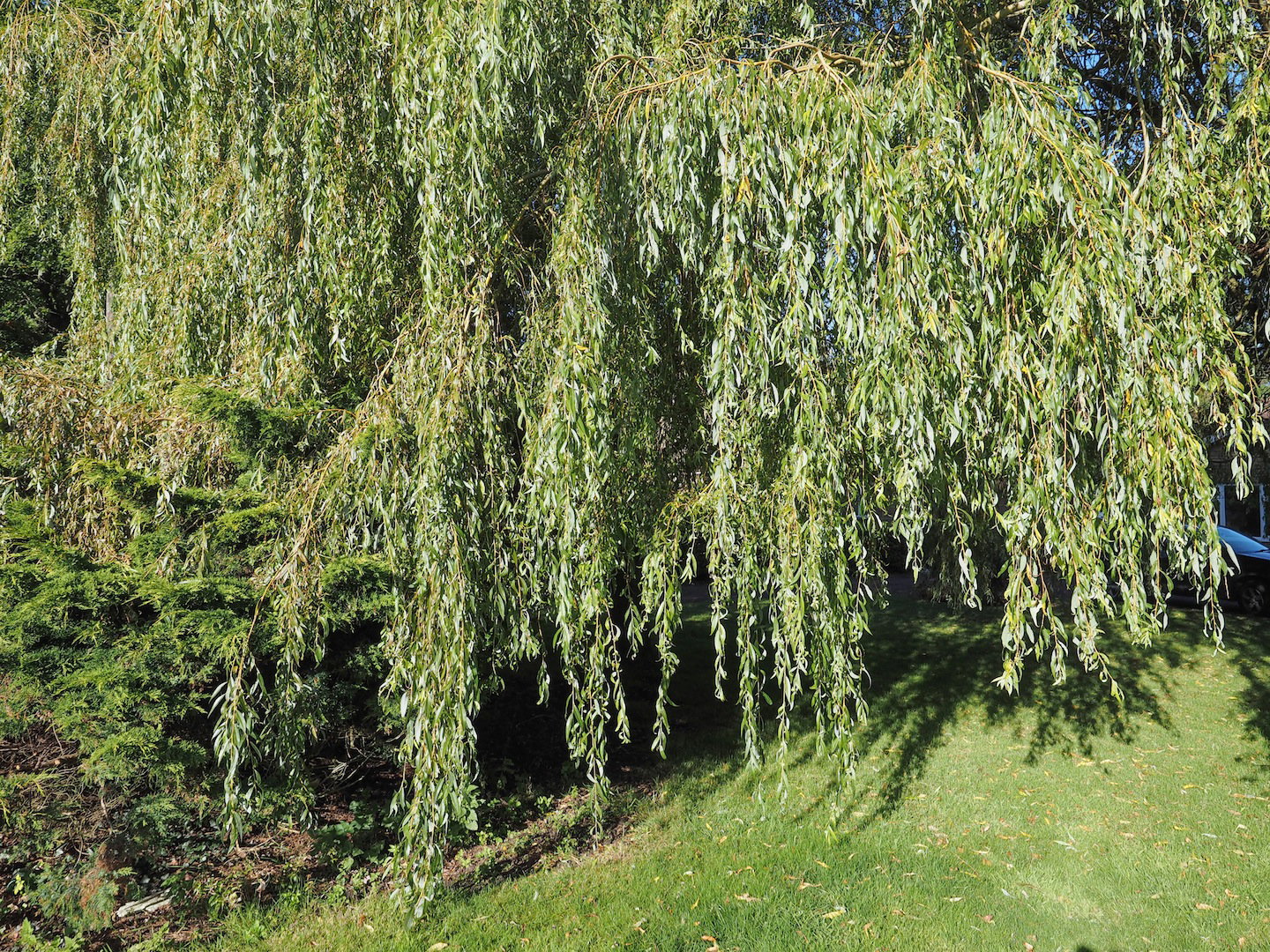 Wierzba babilońska salix babylonica (zdj.: Fotolia.com)