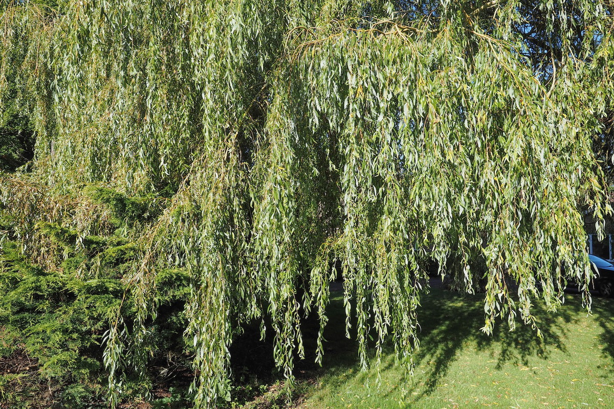 Wierzba babilońska salix babylonica (zdj.: Fotolia.com)