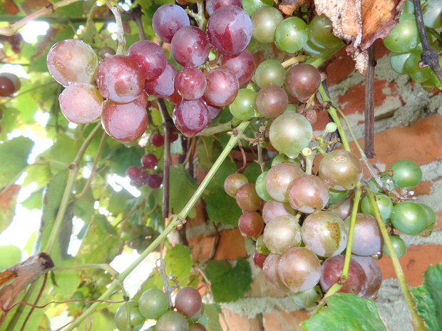 Winogron smakuje wybornie.