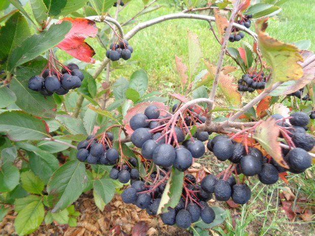 Z aronii robię sok.