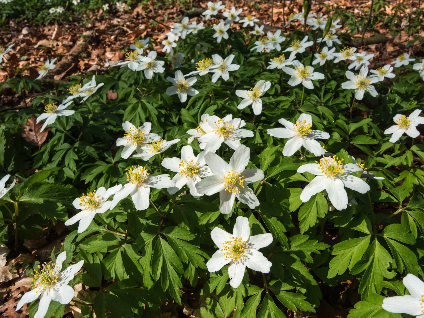 Zawilce gajowe Anemone nemorosa (zdj.: Fotolia.com)