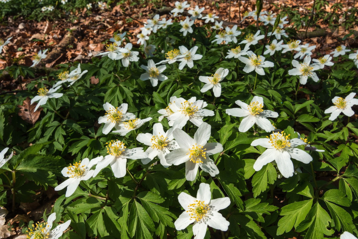 Zawilce gajowe Anemone nemorosa (zdj.: Fotolia.com)
