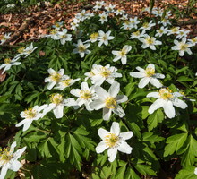 Zawilce gajowe Anemone nemorosa (zdj.: Fotolia.com)