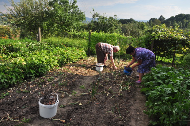 Zbiór cebuli już dojrzałej, następna czynność to będzie suszenie jej na strychu by dłużej się przechowała i służyła całej rodzinie przez okres zimy.