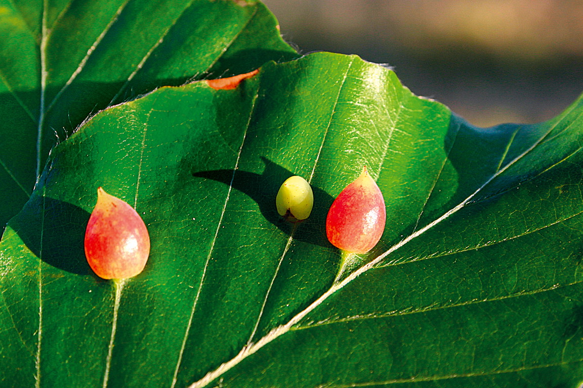 (zdj.: Leszek Kośny)
