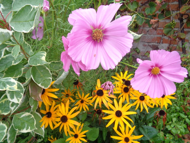 Zgrany duet : kosmos i rudbekia błyskotliwa.