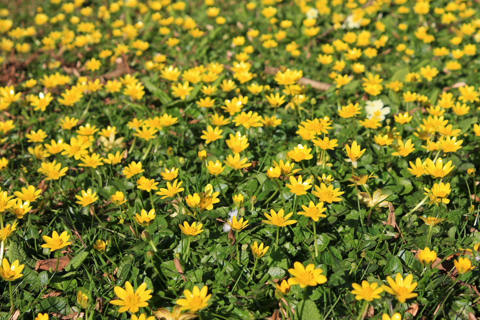 Ziarnopłon wiosenny Ficaria verna (zdj.: Fotolia.com)