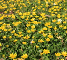 Ziarnopłon wiosenny Ficaria verna (zdj.: Fotolia.com)