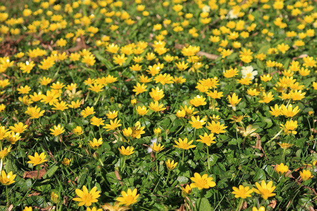 Ziarnopłon wiosenny Ficaria verna (zdj.: Fotolia.com)