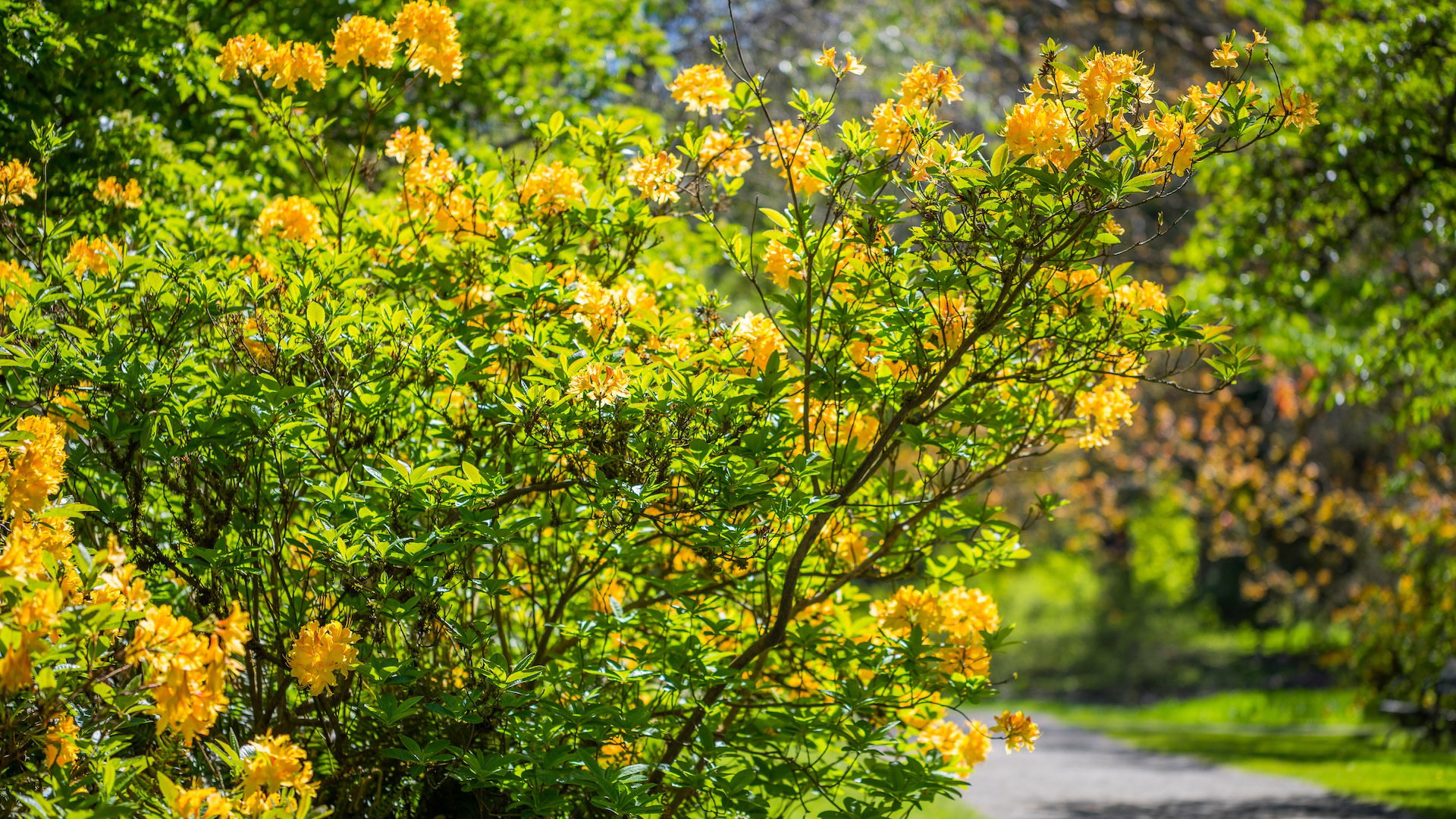 Złotlin japoński Kerria japonica (zdj.: Fotolia.com)