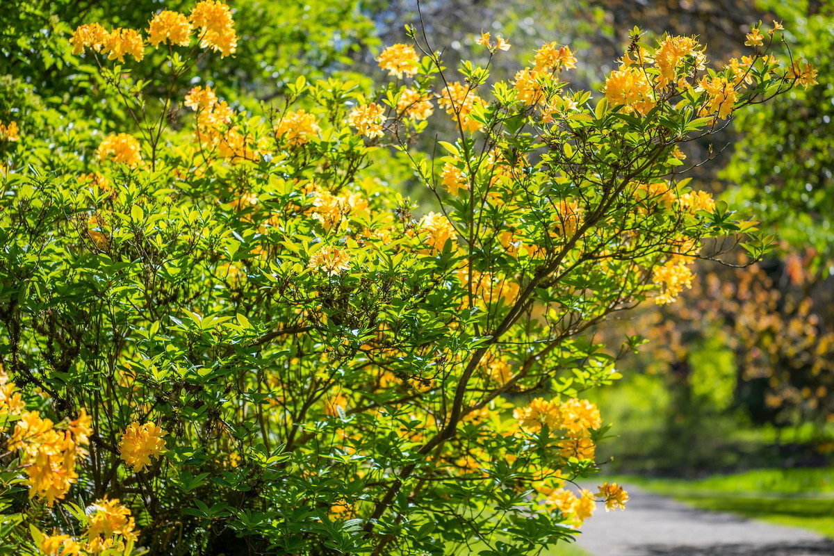 Złotlin japoński Kerria japonica (zdj.: Fotolia.com)