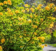 Złotlin japoński Kerria japonica (zdj.: Fotolia.com)