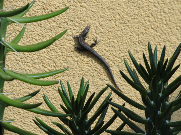 Żyworódka na ścianie domu.