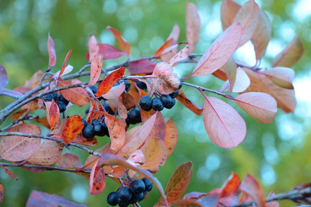 Aronia czarnoowocowa Aronia melanocarpa (zdj.: Fotolia.com)