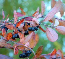 Aronia czarnoowocowa Aronia melanocarpa (zdj.: Fotolia.com)