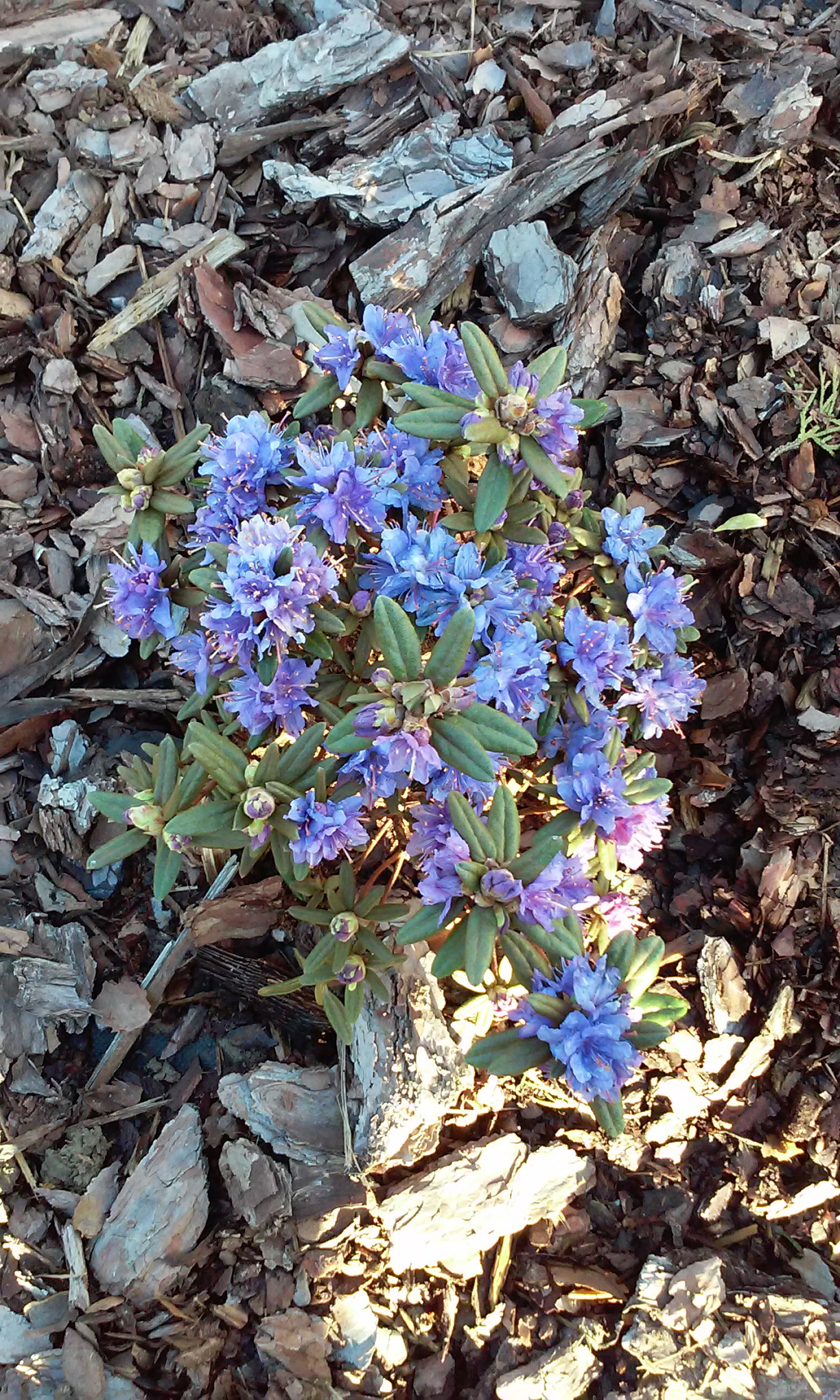 Azalia japońska niebieska (Amethyst imp. hybridum)