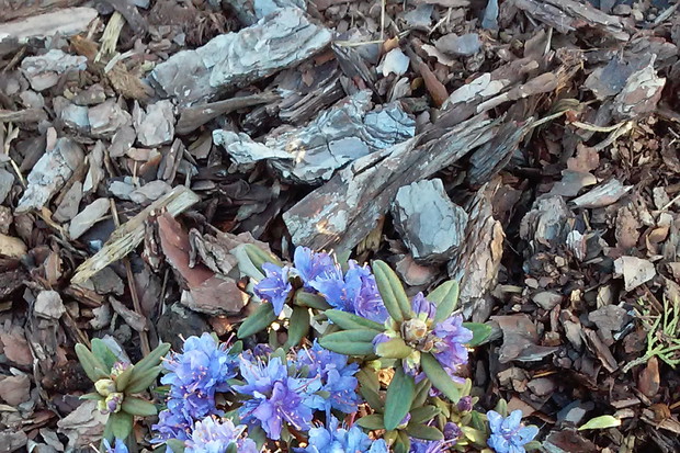 Azalia japońska niebieska (Amethyst imp. hybridum)