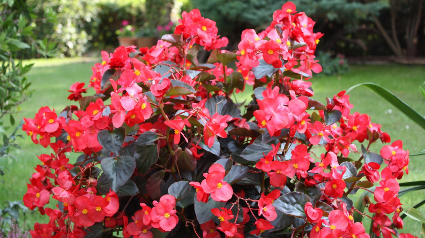 Begonia Begonia (zdj.: Fotolia.com)