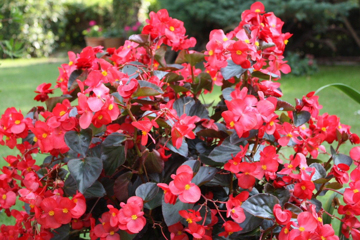 Begonia Begonia (zdj.: Fotolia.com)