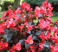 Begonia Begonia (zdj.: Fotolia.com)