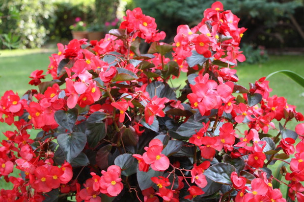 Begonia Begonia (zdj.: Fotolia.com)