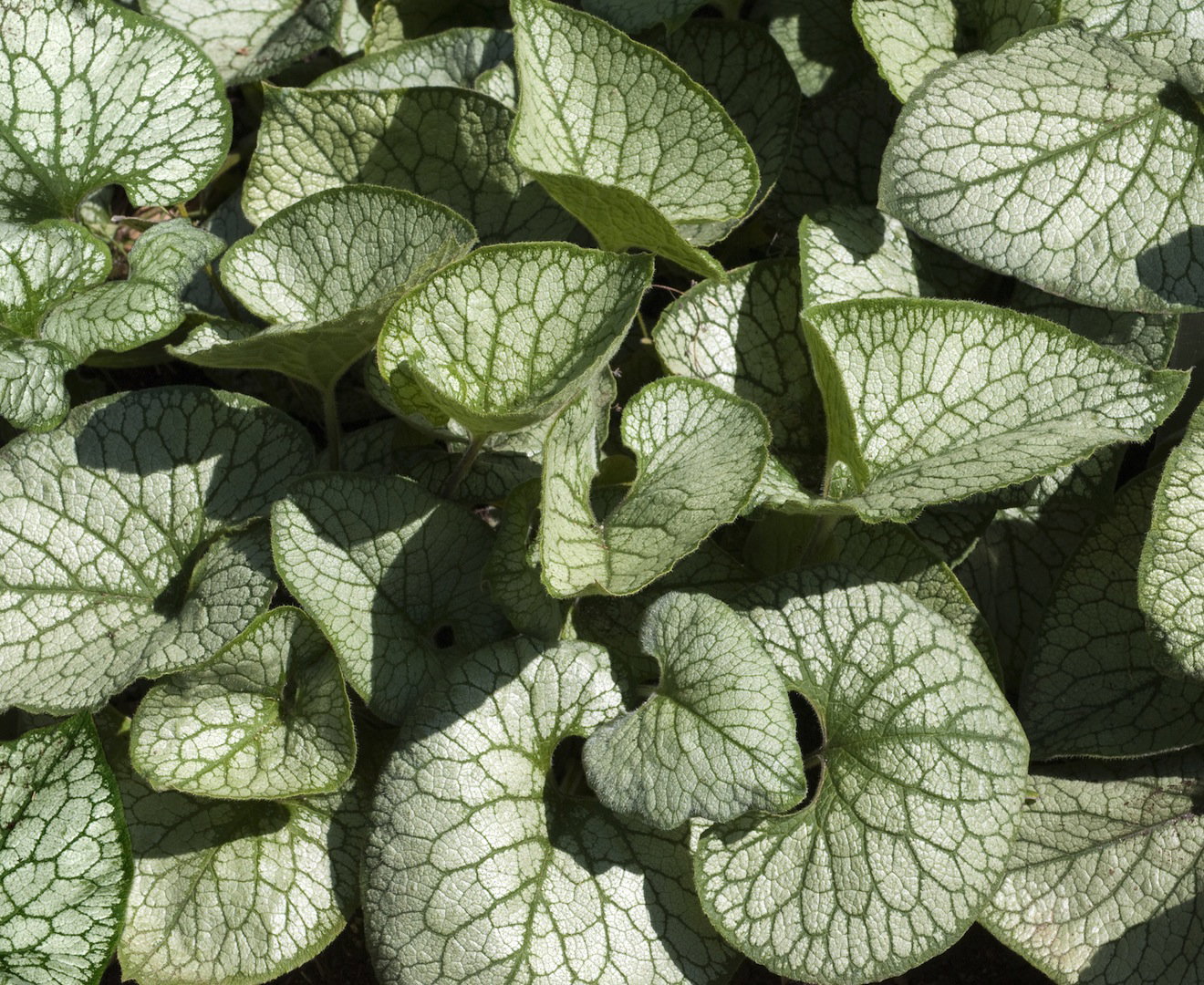 Brunnera wielkolistna (Brunnera macrophylla) odmiana ‘J‘ack Frost' (zdj.: Fotolia.com)