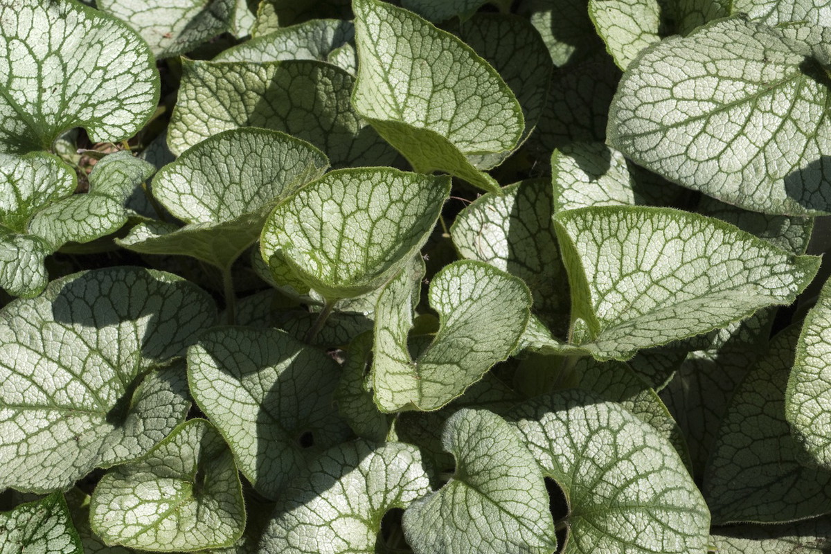 Brunnera wielkolistna (Brunnera macrophylla) odmiana ‘J‘ack Frost' (zdj.: Fotolia.com)
