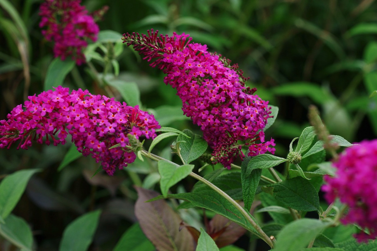 Buddleja davidii w odmianie miss ruby (zdj.: Fotolia.com)