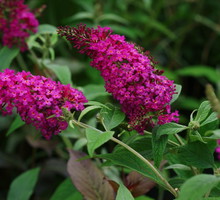 Buddleja davidii w odmianie miss ruby (zdj.: Fotolia.com)