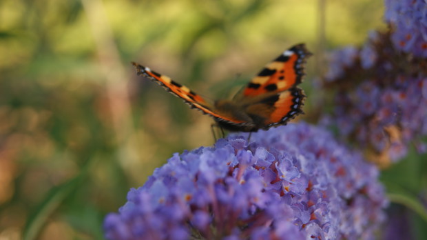 Budleja Dawida czyli motyli krzew cz 1
