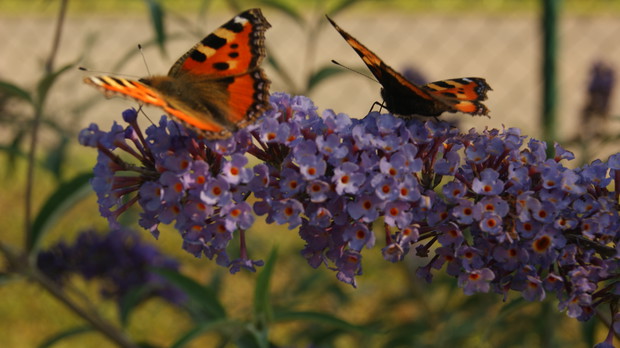 Budleja Dawida czyli motyli krzew cz 2