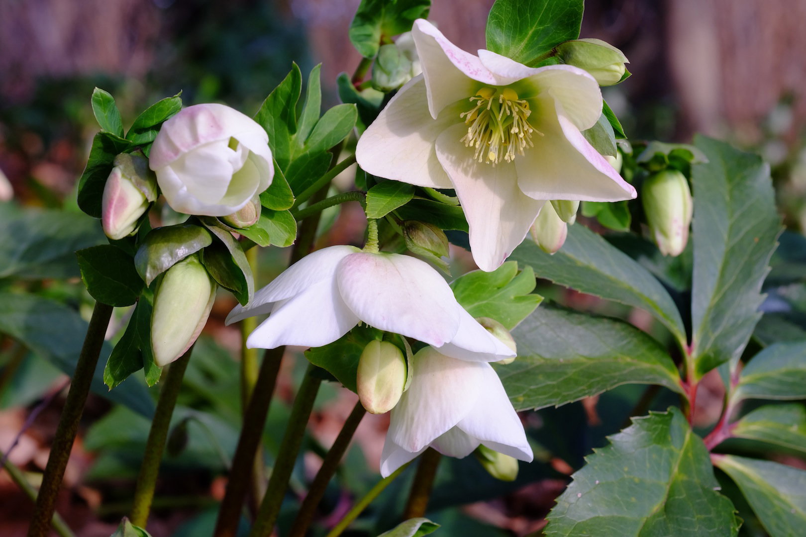 Ciemiernika białego Helleborus niger (zdj.: Fotolia.com)