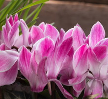 Cyklamen perski Cyclamen persicum (zdj.: Fotolia.com)