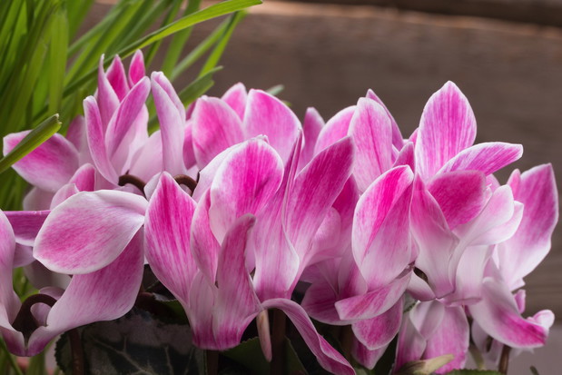 Cyklamen perski Cyclamen persicum (zdj.: Fotolia.com)