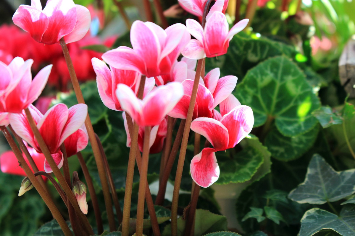 Cyklamen perski Cyclamenum persicum (zdj.: Fotolia.com)