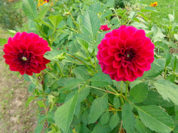 Dalia czerwona wysoka