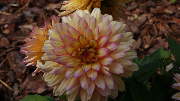 Dalia różowo-żółta