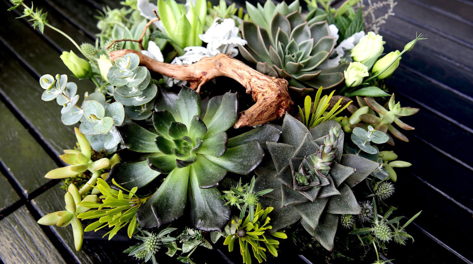 Doniczkowa kompozycja zawierająca m.in. kalanchoe, aloes czy eszewerie (zdj.: Fotolia.com)