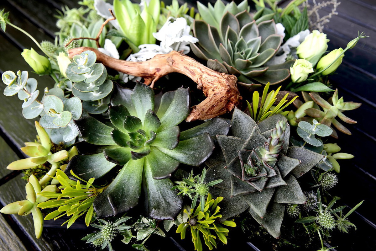 Doniczkowa kompozycja zawierająca m.in. kalanchoe, aloes czy eszewerie (zdj.: Fotolia.com)