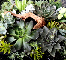 Doniczkowa kompozycja zawierająca m.in. kalanchoe, aloes czy eszewerie (zdj.: Fotolia.com)