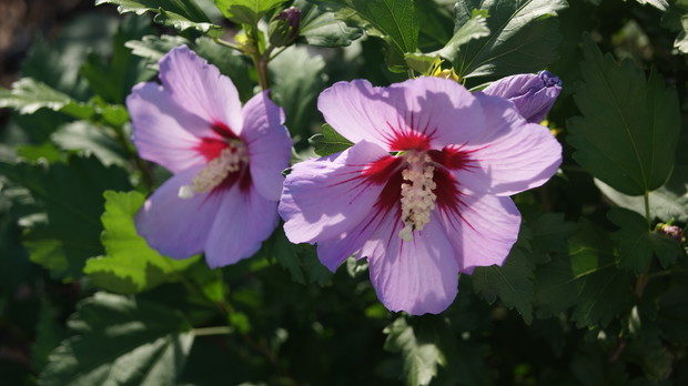 Hibiskus czyli  ketmia syryjska
