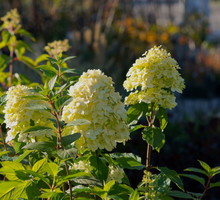 Hortensja bukietowa (Hydrangea paniculata), odmiana Limelight (zdj.: Fotolia.com)