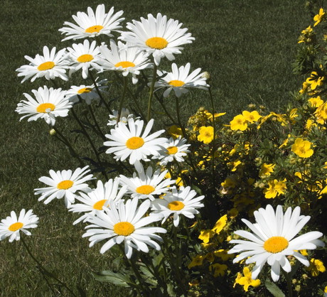 Jastruń wielki ‘Eisstern’ Leucanthemum maximum (zdj.: Fotolia.com)