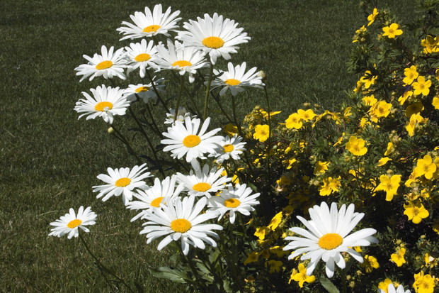 Jastruń wielki ‘Eisstern’ Leucanthemum maximum (zdj.: Fotolia.com)