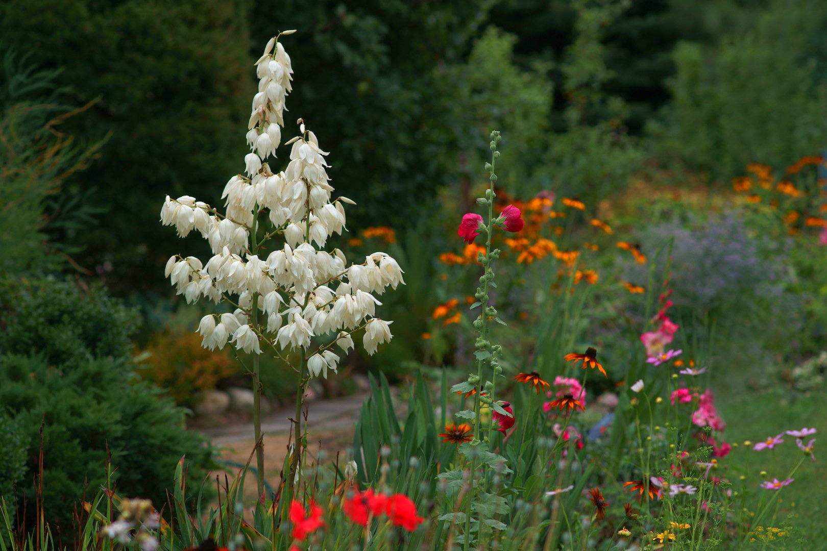 Juka karolińska Yucca filamentosa (zdj.: Fotolia.com)
