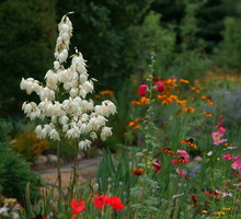 Juka karolińska Yucca filamentosa (zdj.: Fotolia.com)